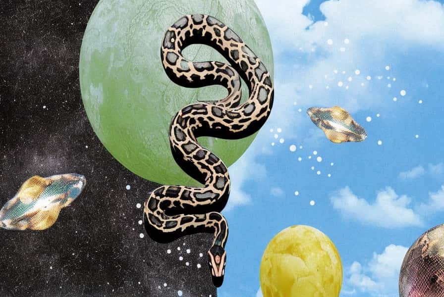 When You Dream of a Snake, What Does It Mean